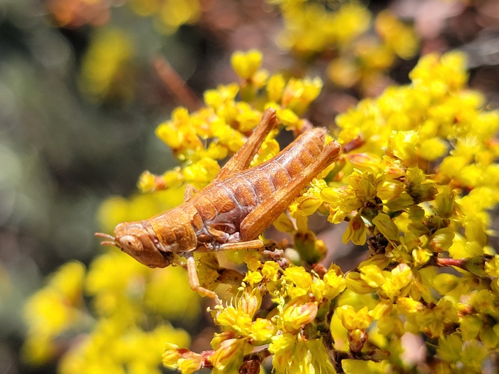 Robust Monkey Grasshopper