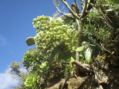 Aeonium urbicum image