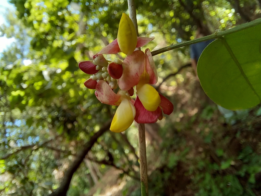 Coursetia polyphylla