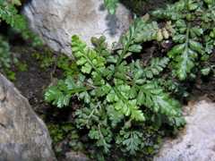 Asplenium altajense