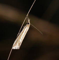 Hednota relatalis