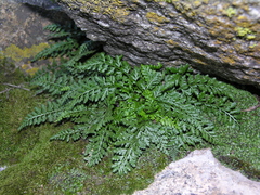 Asplenium altajense