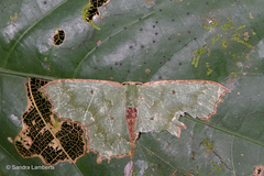 Episothalma robustaria