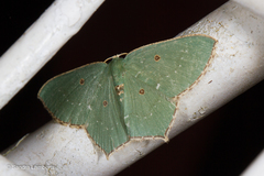 Cyclothea disjuncta