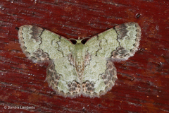 Epipristis truncataria