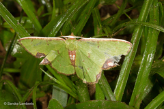 Spaniocentra apatelloides