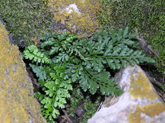 Asplenium altajense