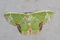 Comibaena albimarginata