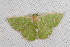 Chlorochromodes dialitha