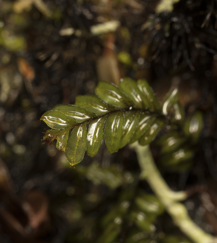 Image of Hymenophyllum caespitosum by (c) Pablo Silva, some rights reserved (CC BY)
