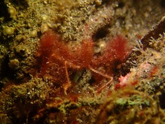 Achaeus japonicus