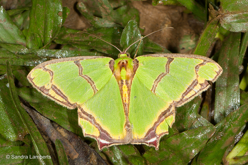 Agathia eromena