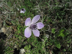 Anemone coronaria