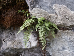 Asplenium tenuicaule