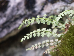 Asplenium tenuicaule