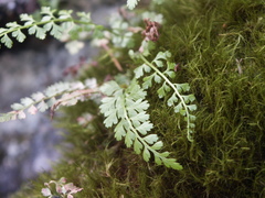 Asplenium tenuicaule
