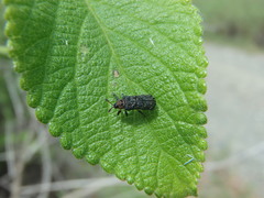 Octotoma scabripennis