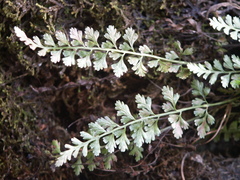 Asplenium tenuicaule