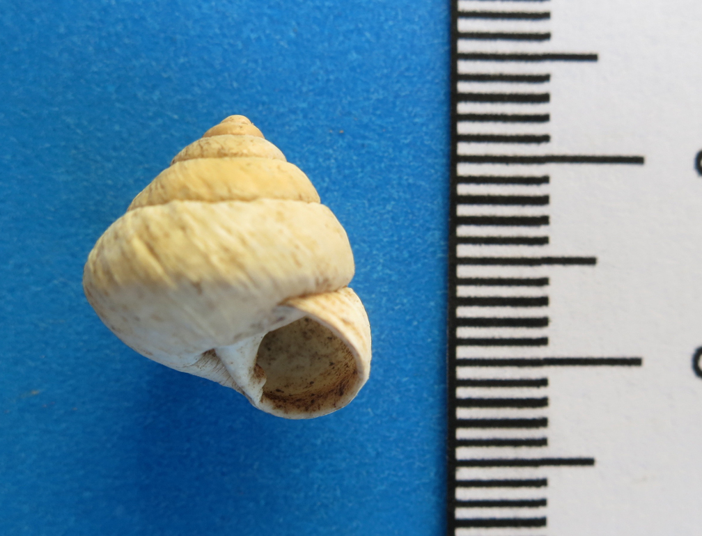 Amastra cyclostoma