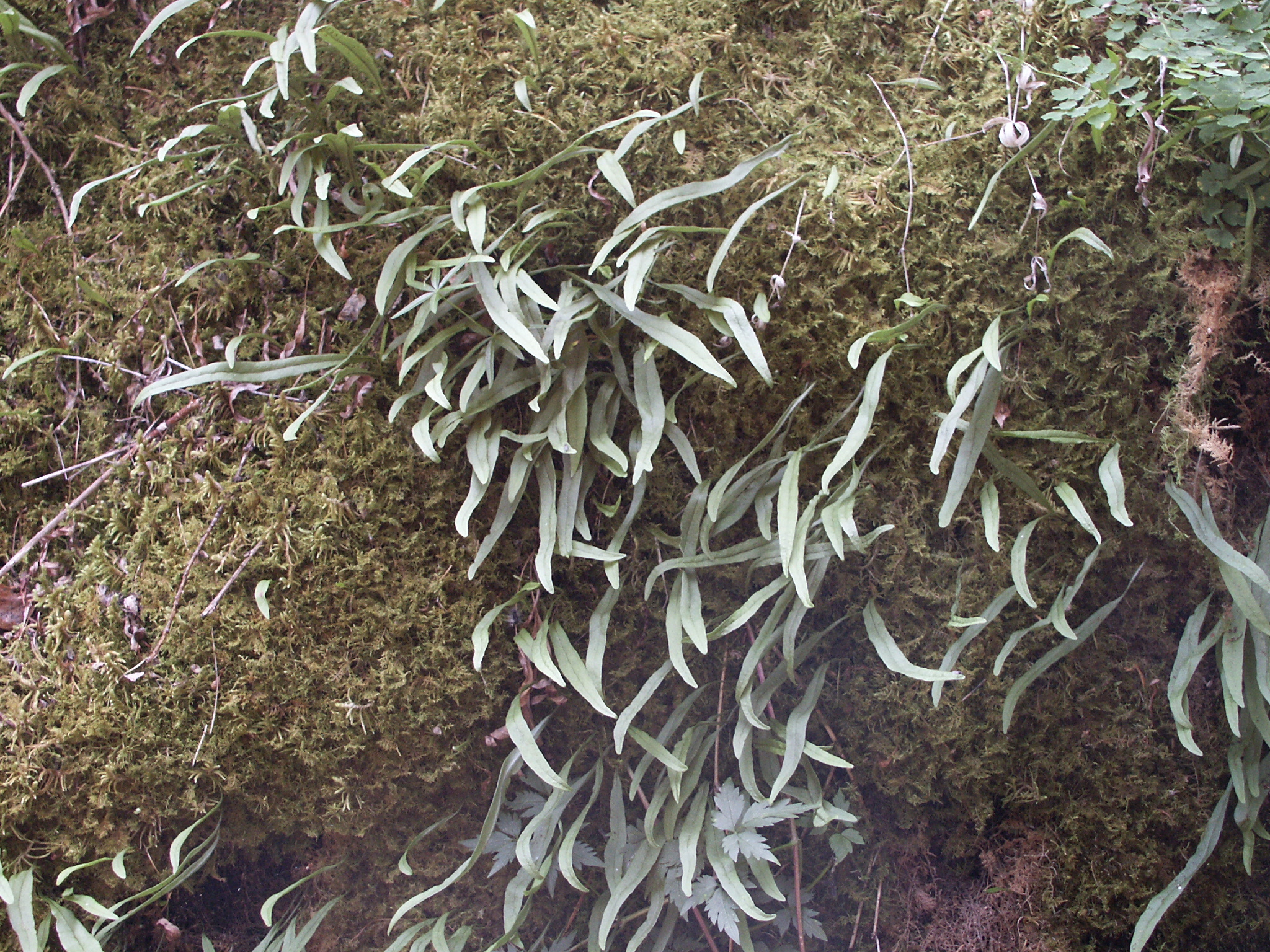 Lepisorus albertii image
