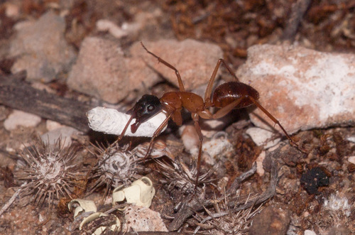 Black-headed Sugar Ant photo 3