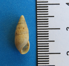Leptachatina