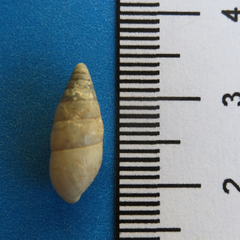 Leptachatina
