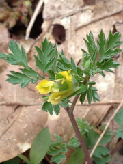 Corydalis flavula
