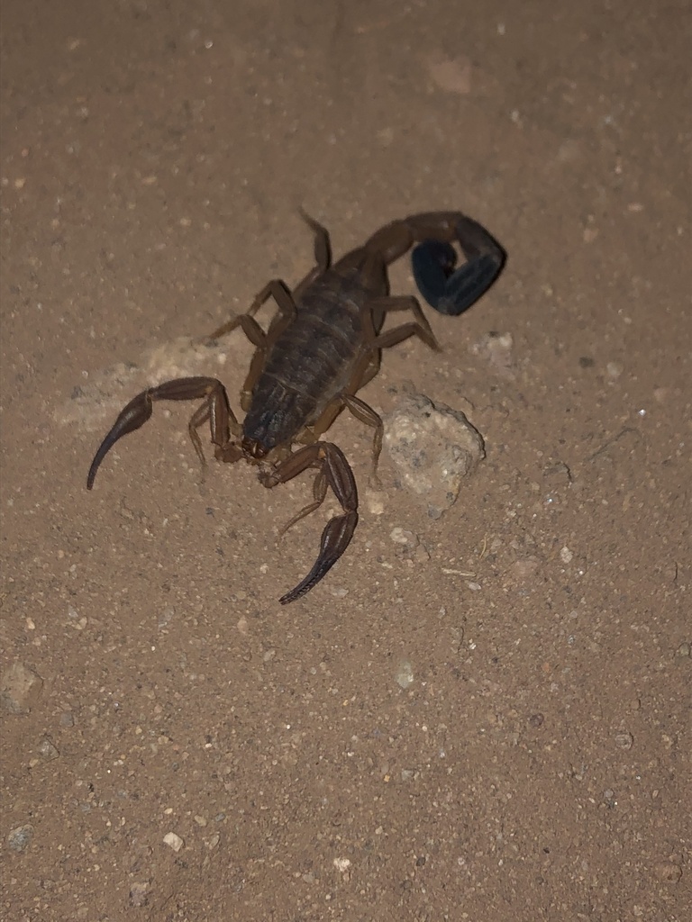 Tityus footei