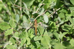 Crocothemis erythraea