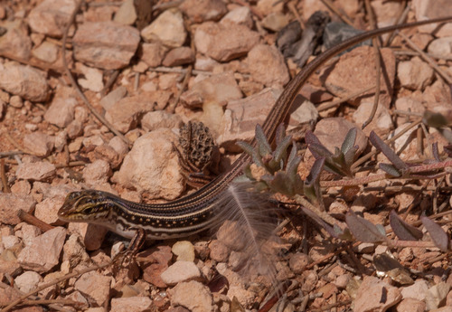 Ctenotus regius