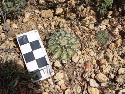 Echinocereus weinbergii