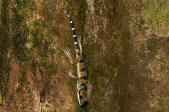 Cyrtodactylus lekaguli