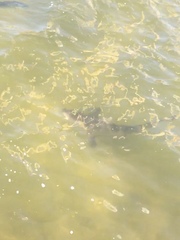 Carcharhinus limbatus