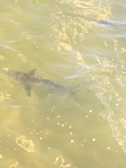 Carcharhinus limbatus