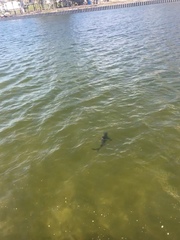 Carcharhinus limbatus