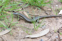 Heremites vittatus