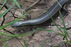 Heremites vittatus