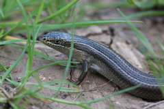 Heremites vittatus