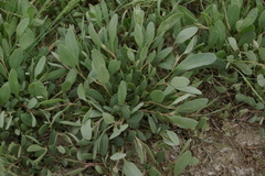 Atriplex verrucifera