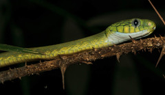 Boiga cyanea