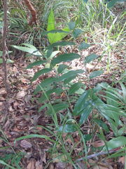 Alpinia arundelliana