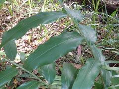 Alpinia arundelliana