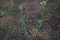 Achillea leptophylla