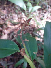 Alpinia arundelliana