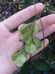 Dioscorea transversa