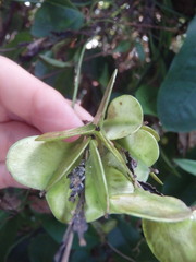 Dioscorea transversa