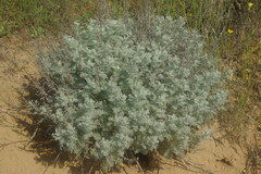 Artemisia fragrans