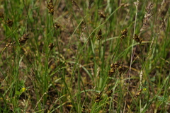 Carex stenophylla