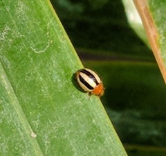 Brumoides suturalis
